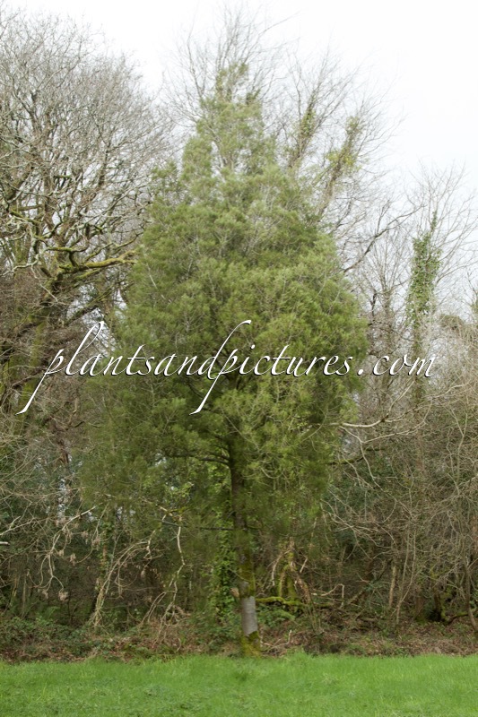 Prumnopitys ferruginea