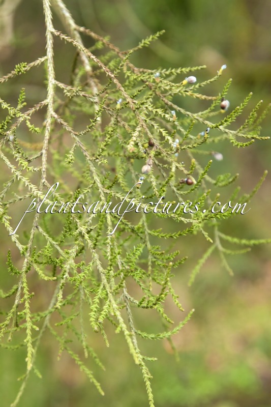 Prumnopitys ferruginea