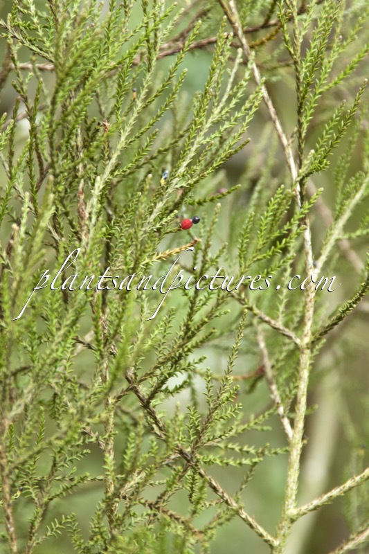 Prumnopitys ferruginea