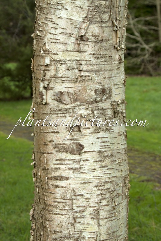 Betula koehnei