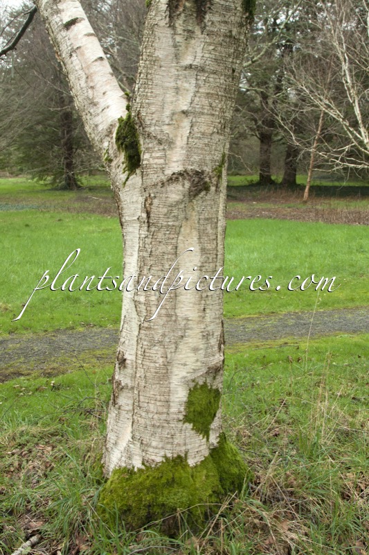 Betula szechuanica