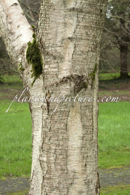 Betula szechuanica