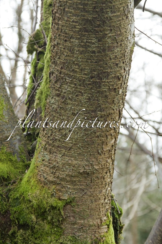Betula grossa
