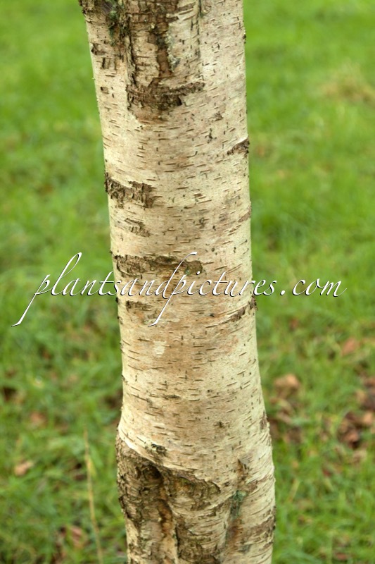 Betula humilis