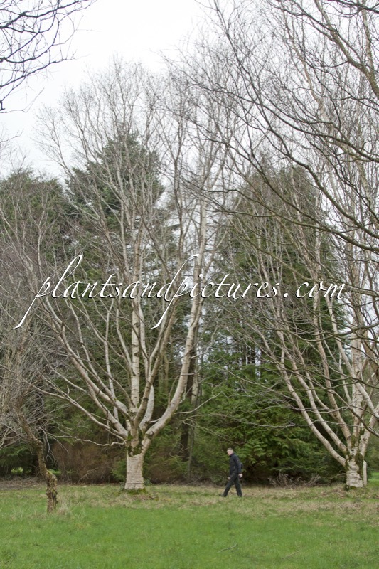 Betula maximowicziana