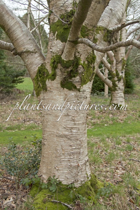 Betula maximowicziana