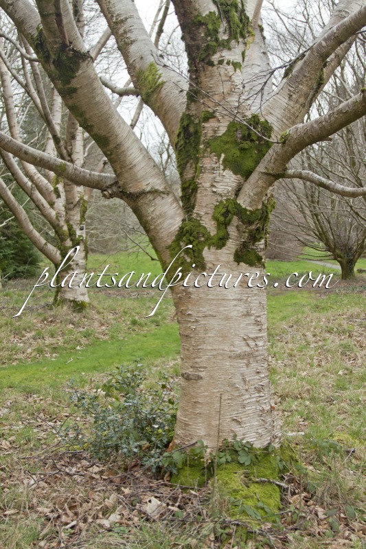 Betula maximowicziana