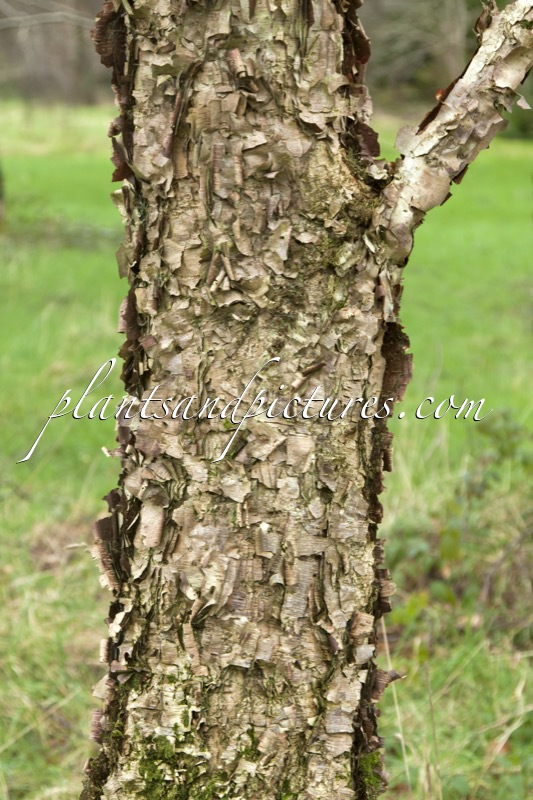 Betula davurica