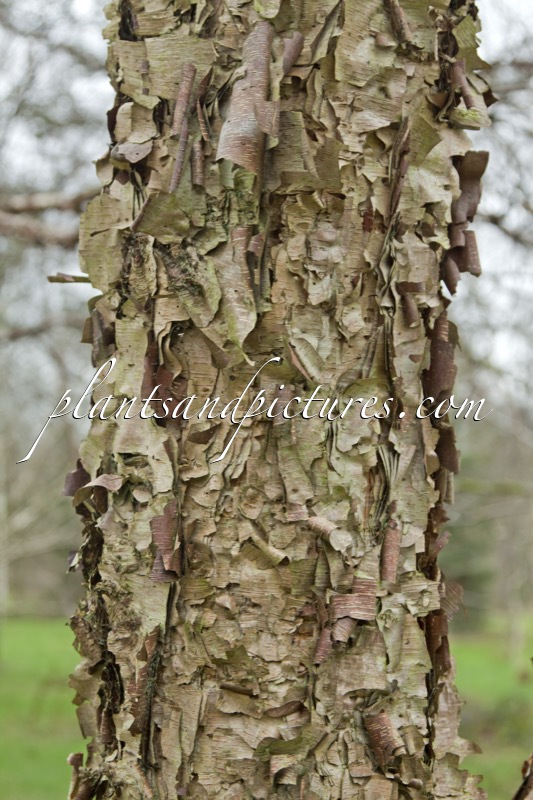 Betula davurica