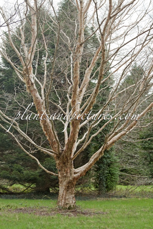 Betula ermanii var. subcordata