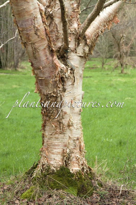 Betula ermanii var. subcordata