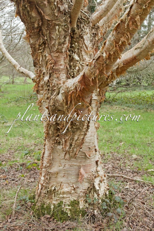 Betula ermanii var. subcordata
