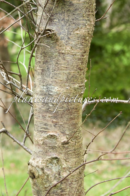 Betula pubescens