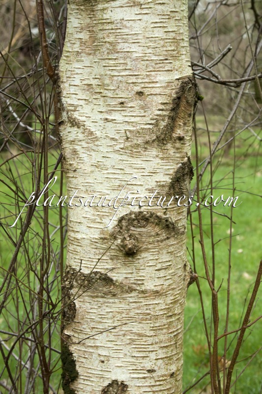 Betula pubescens