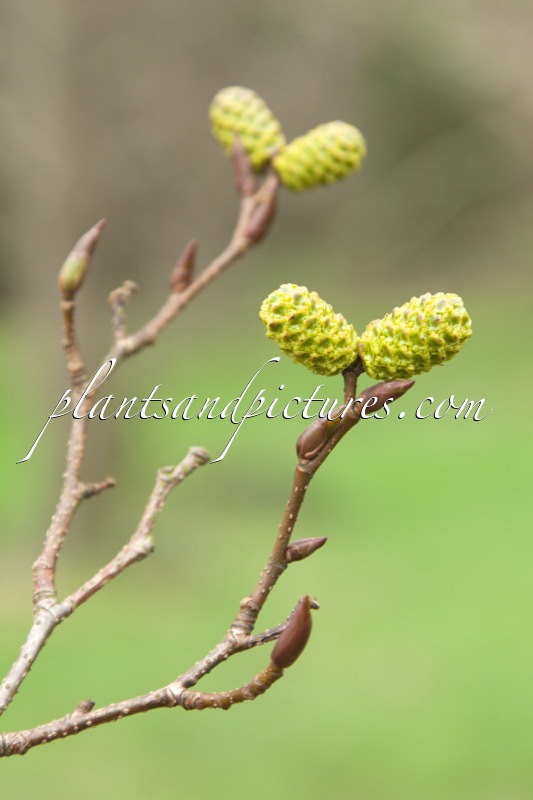 Alnus firma