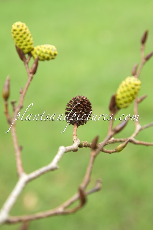 Alnus firma