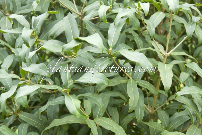 Osmanthus yunnanensis