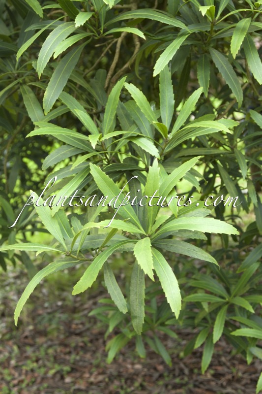 Pseudopanax crassifolius