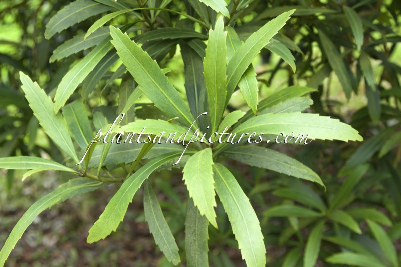 Pseudopanax crassifolius