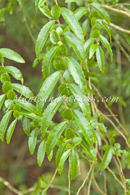 Azara lanceolata