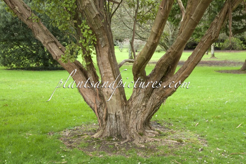 Olearia albida var. angulata