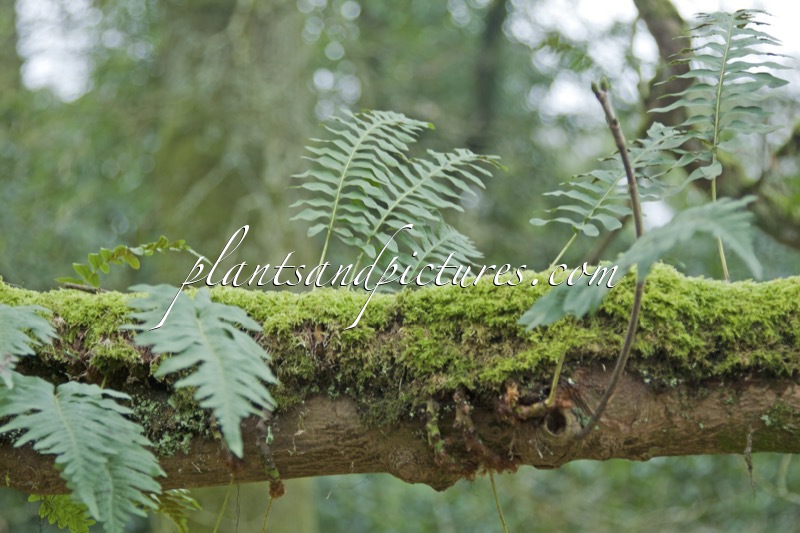 Polypodium vulgare