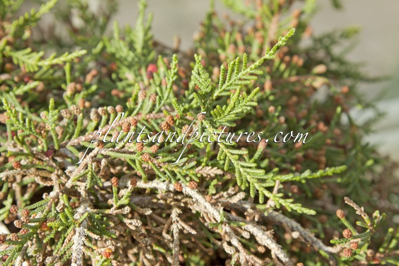 Microcachrys tetragona