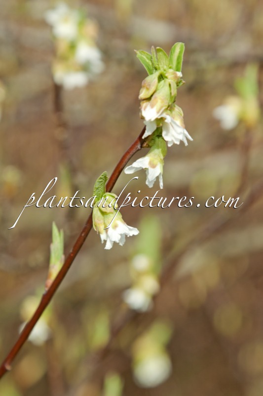 Oemleria cerasiformis