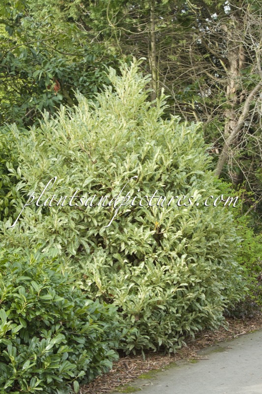 Prunus laurocerasus ‘Marbled White’