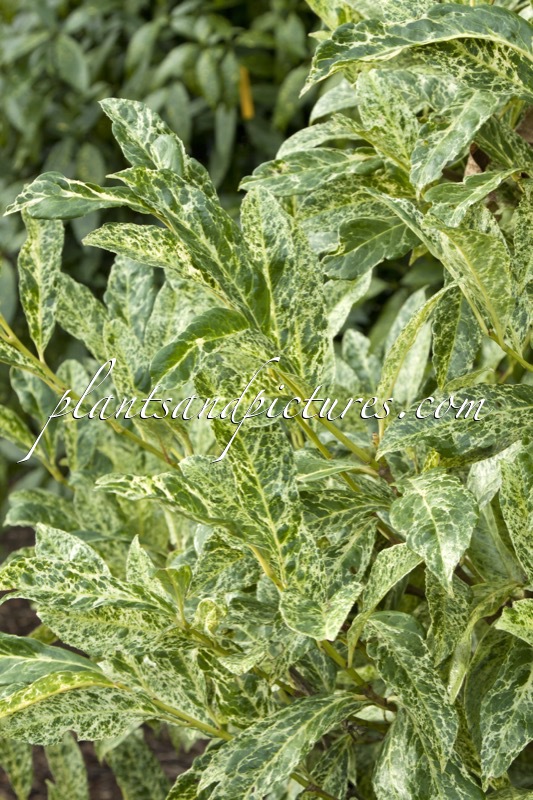 Prunus laurocerasus ‘Marbled White’