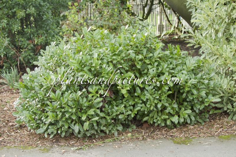 Prunus laurocerasus ‘Prostratus’