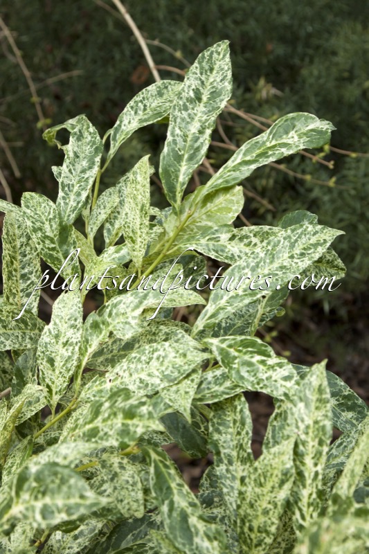 Prunus laurocerasus ‘Castlewellan’