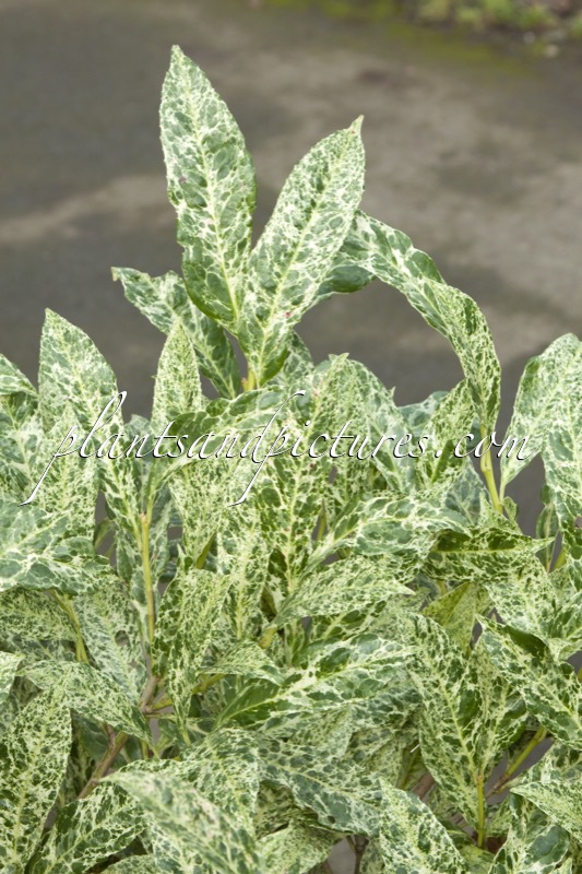 Prunus laurocerasus ‘Castlewellan’