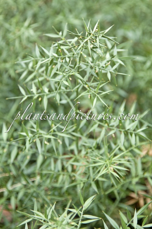 Ruscus aculeatus ‘Lineatus’