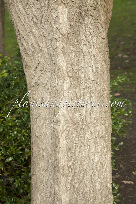 Poliothyrsis sinensis