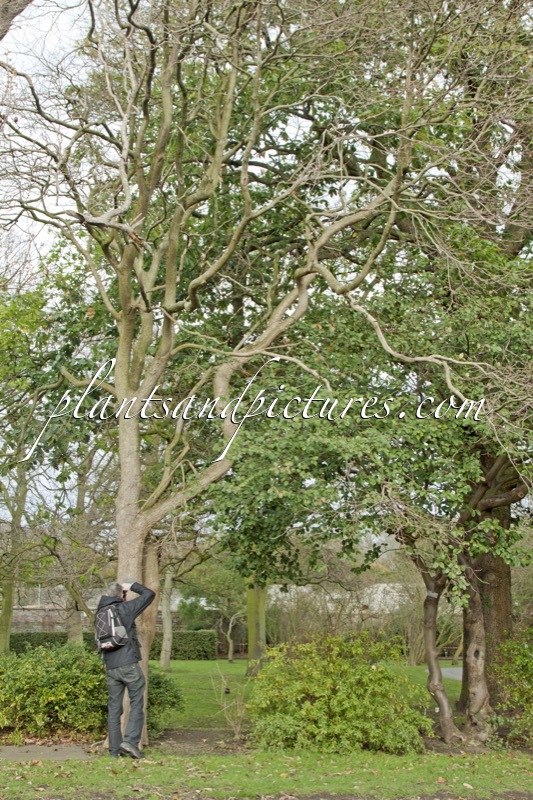 Poliothyrsis sinensis