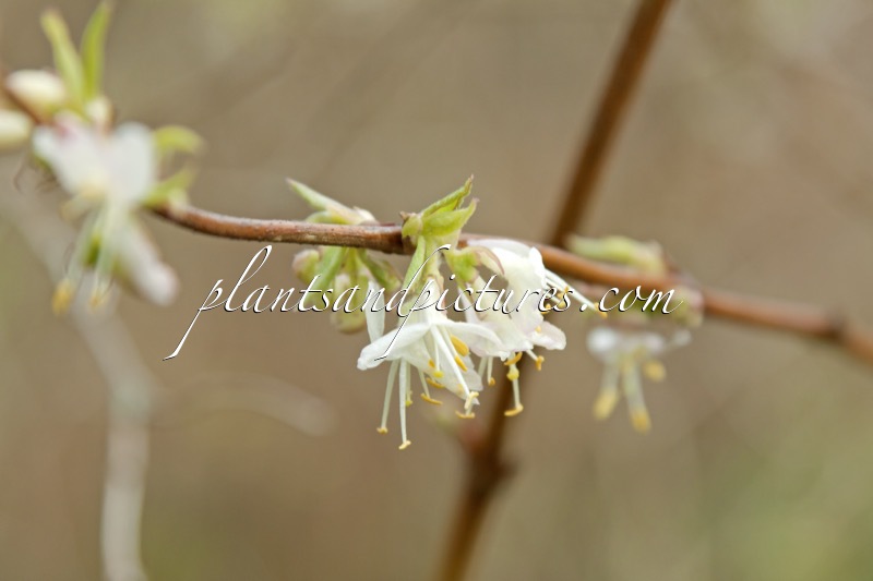 Lonicera standishii