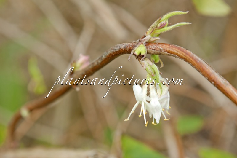 Lonicera standishii