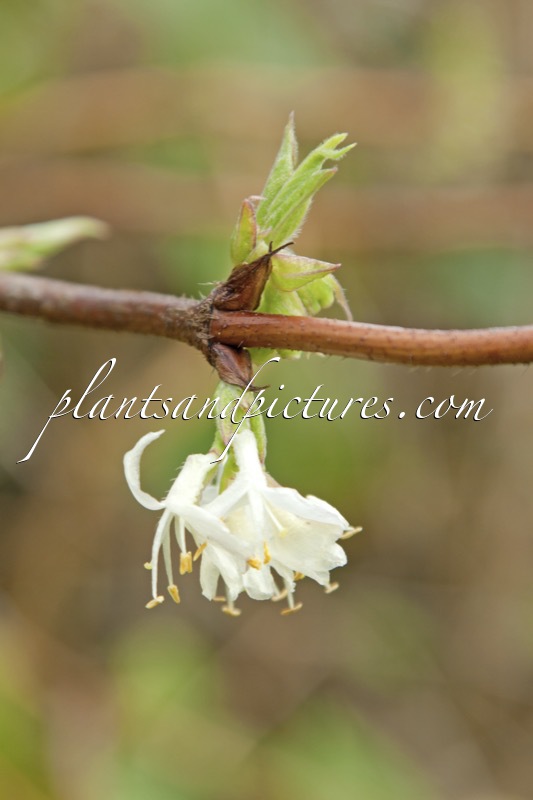 Lonicera standishii