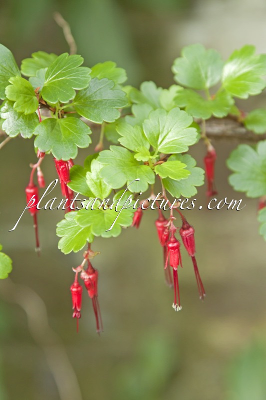 Ribes speciosum