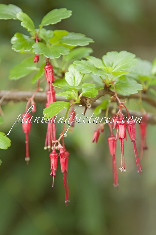 Ribes speciosum