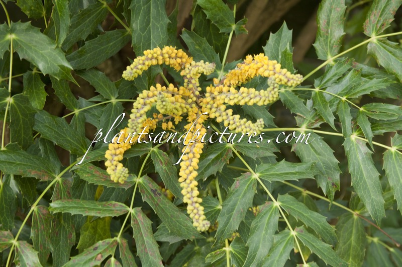 Mahonia napaulensis