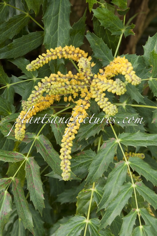 Mahonia napaulensis
