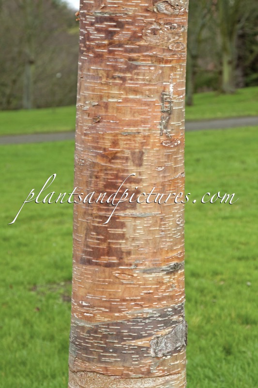 Betula albosinensis
