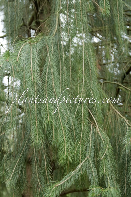 Picea smithiana