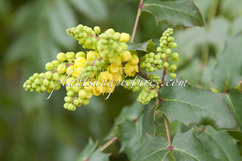 Mahonia aquifolium ‘Flava’