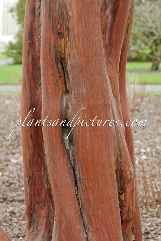 Arbutus andrachnoides