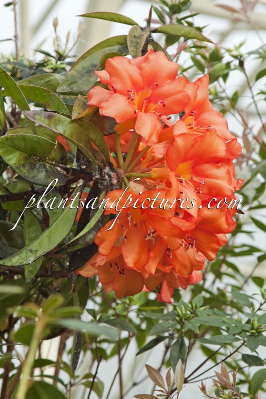 Rhododendron excellens