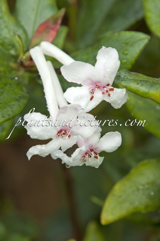 Rhododendron jasminiflorum var. punctatum