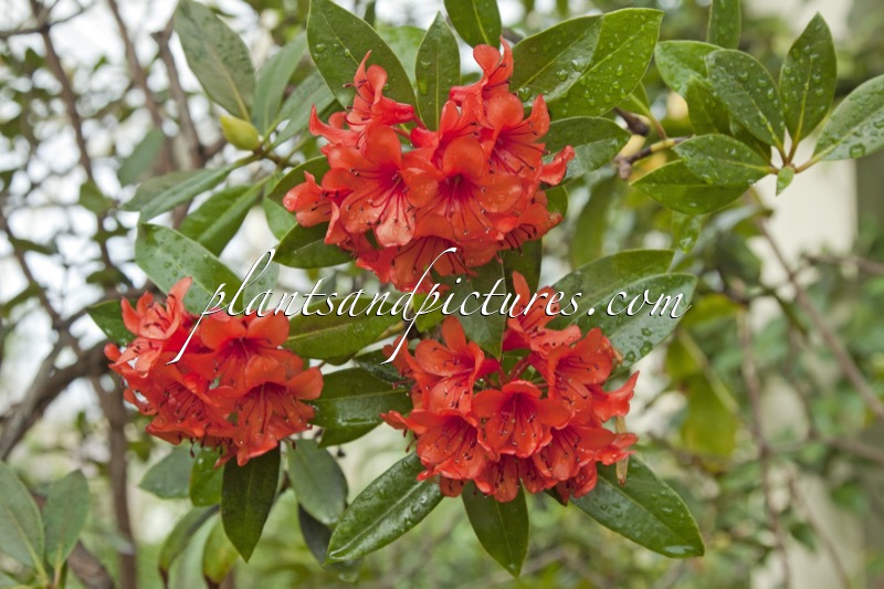 Rhododendron rarilepidotum